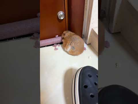Chú chuột hamster và chiếc dép Crocs #memevietnam #meme #funny #haihuoc thumbnail