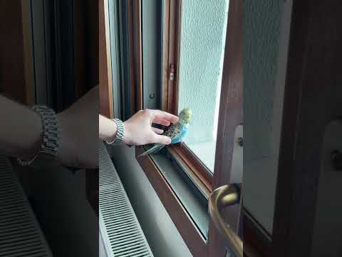 Kuş kaçırmak düşündüğünüz kadar kolay değilmiş thumbnail