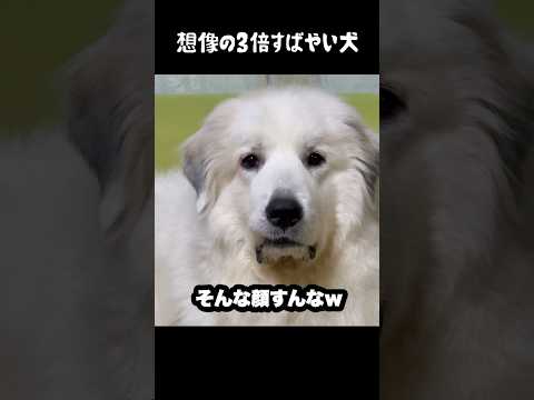 想像の3倍すばやかった愛犬　#greatpyrenees #大型犬のいる生活 #大型犬 #大型犬と暮らす #グレートピレニーズ #犬のいる生活 #愛犬 #ペット #ゴールデンレトリバー thumbnail