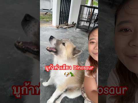 บูก้าทำเสียง Dinosaur 🐶🦖🤣 #ลองดู #ฝากติดตาม #บูก้า #หมูหมีจัดให้ #เอ็นจอยคับผม #สัตว์เลี้ยงน่ารัก thumbnail