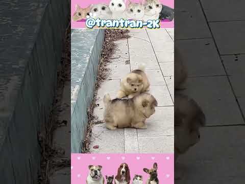 Tình anh em nhà cún yêu thật đẹp. #trantran2k #cute #dog #dangyeu thumbnail