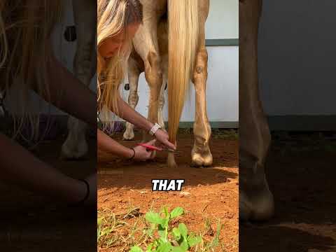 Why give a horse ice water after running?#funny #funnyanimal #animals #cute #horse thumbnail