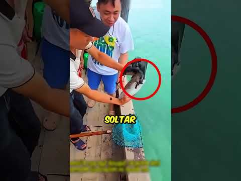 Os pescadores têm MEDO disso! #curiosidades #pesca #interessante thumbnail