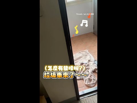 【真的不是偶...】狗狗跟著音樂高歌突被爸打擾！害羞臉馬上跑掉XD｜#寵物雲 #shorts thumbnail