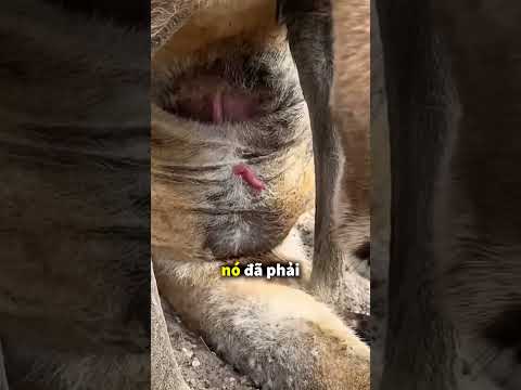 Sự trưởng thành của Kangaroo con khi mới sinh nhỏ như viên kẹo 😳 thumbnail