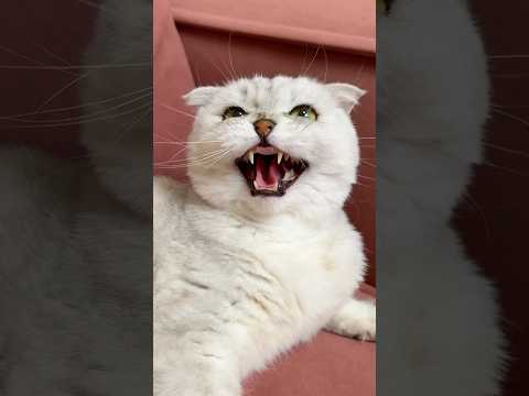 Sonya 🙀 #cat #cats thumbnail