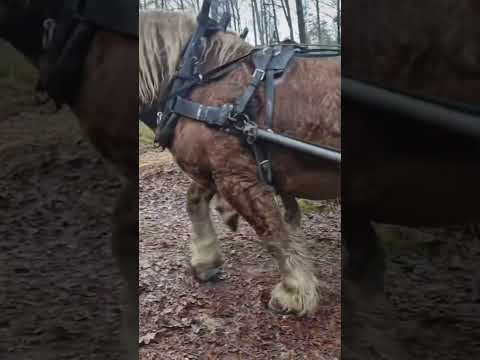 ТРАКТОР Б НЕ ВИТЯГНУВ #farming #tractor #трактор #тракторист #коні #лес #лесси thumbnail