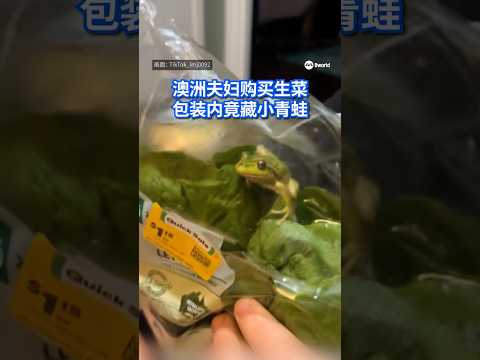 澳大利亚的一对夫妇，从超市购买了一包生菜，回家准备食用时，竟在塑胶袋内发现了不速之客，一只手掌般大小的青蛙。 #8视界新闻网 #澳洲 #青蛙 thumbnail