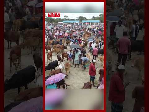 ঝালকাঠিতে জমে উঠেছে কোরবানির হাট #jhalokathi #cowhaat #cattle #eiduladha #shorts #somoytv thumbnail