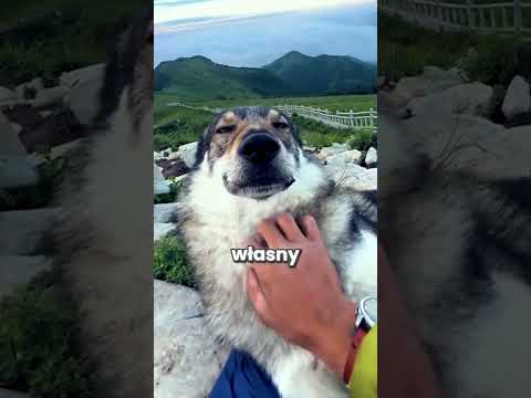 Jego pies wszedł mu do śpiwora! 😮 thumbnail