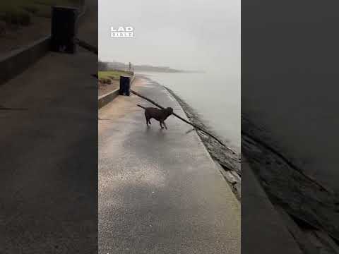 He's the branch manager 😂 thumbnail