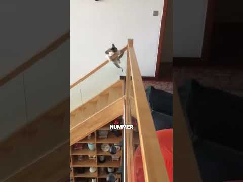 Wenn Katzen Treppen runtergehen 😂 #shorts thumbnail