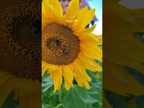 Efter det här aprilvädret hoppas jag sommarn är på gång ☀️🌻 thumbnail