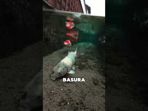 Estos Peces Mantienen Limpias Las Calles De Japón 😯❤️ thumbnail