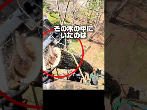 木を切っていたら現れた驚きのもの thumbnail