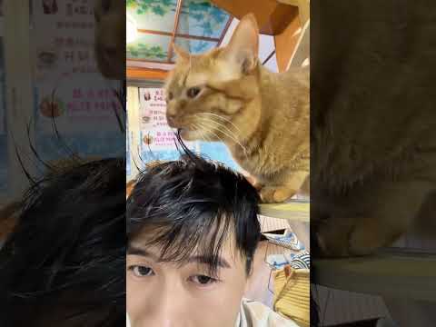 猫咪我想换个发型#萌宠出道计划#猫咪#橘猫 thumbnail