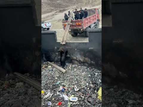 一頭藏馬熊被困4米深垃圾池，警民「手搓」救生梯合力施救，放下梯子後果斷一腳油門開車離開。看得出來救援過程雙方都很緊張！ thumbnail