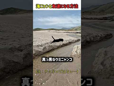 【秘密】ビーチに現れる「黒い海ニャンコ」と友達になる方法。あえて近づかないのがコツ？　#猫 #ねこ #ニャンコ #猫動画 #かわいい #猫のいる暮らし #カワイイ #面白い #面白動画 #shorts thumbnail