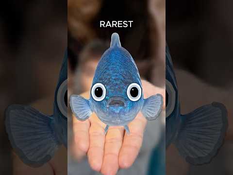 The Rarest Fish In The World... thumbnail