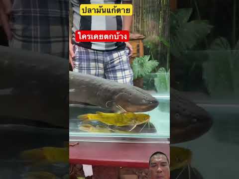 ปลามันแกล้ง thumbnail