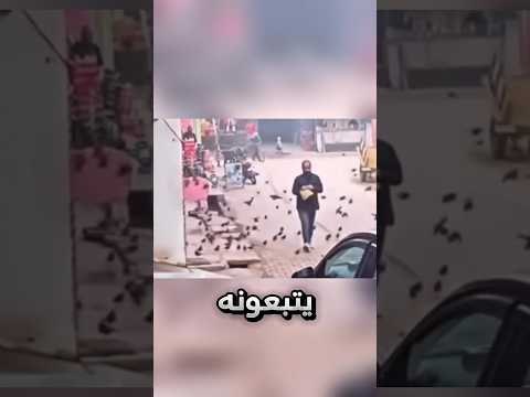 صار عدد كبير من الطيور يتبعونه لهذا السبب !! #youtubeshorts thumbnail