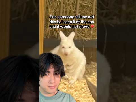 Animal identification thumbnail