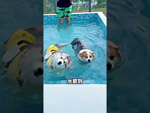 水位一路升高，柯基划到快翻? thumbnail