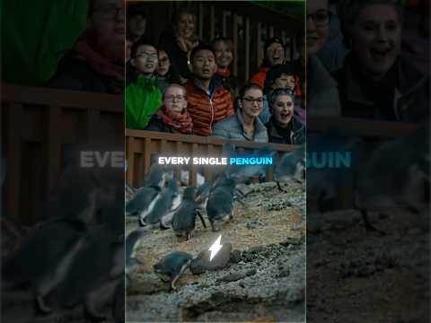 The Penguins Deserved It…❤️👏 thumbnail
