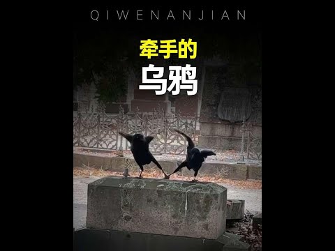搞笑又聰明的烏鴉，像小狗一樣親人！#烏鴉 #渡鴉 #神奇動物 #動物解說 thumbnail