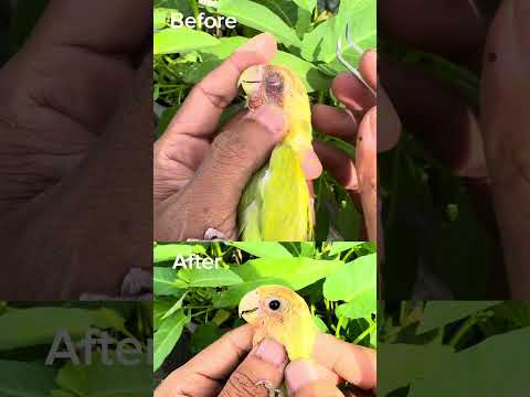 Before after Overcomesnot #birds #lovebirdsfarming #animalhealing #lovebirds #africanlovebirdbreed thumbnail