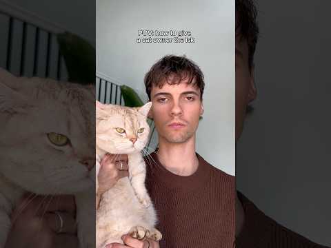 Shouldn’t have said that #cats #catsofyoutube #funny #catshorts thumbnail