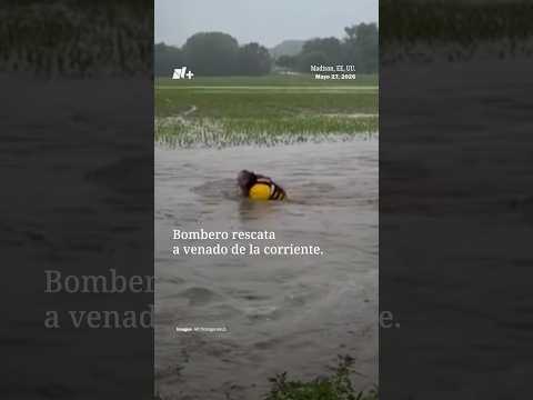 Bombero rescata a Venado de la corriente | N+ thumbnail