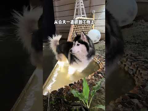 抓點魚給不拆忙活壞了 #husky #嘻哈不拆 #寵物友善日常 thumbnail