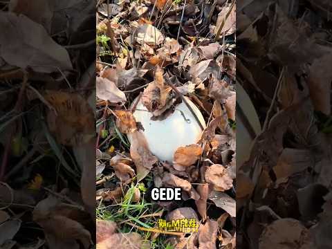 Bontot dan majikan nemu telur misterius ? thumbnail