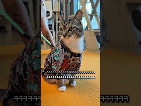 타투하는 고양이 thumbnail