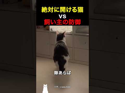 絶対に開ける猫 vs 飼い主の防御 thumbnail