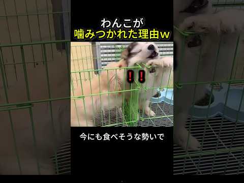 わんこが噛みつかれた理由ｗ thumbnail