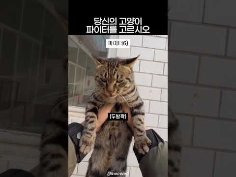당신의 고양이 파이터를 고르시오 thumbnail