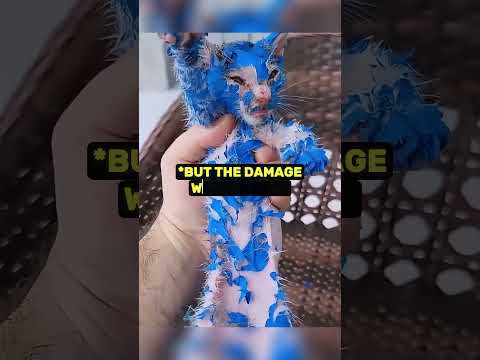 He Found an Abandoned Blue Cat on The Street 💔 thumbnail