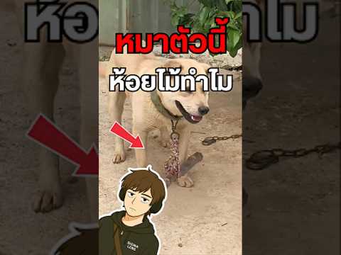 ทำไมหมาบางตัวต้องห้อยไม้ที่คอ!?😳 #สุนัข #หมา #สัตว์เลี้ยง #ไวรัล #สาระ #เล่าเรื่อง thumbnail