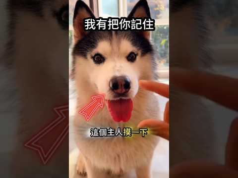 主人做過了什麼🤭狗狗有把你記住🤣 thumbnail