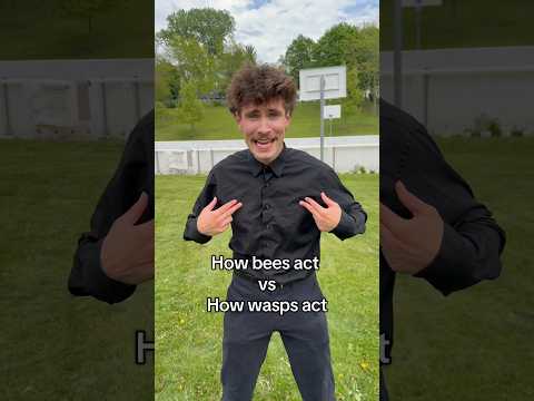 Bees vs Wasps thumbnail
