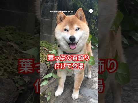 トコトコ歩いてくる柴犬に癒される　　#柴犬　#犬　#かわいい #かわいい犬 #癒し thumbnail