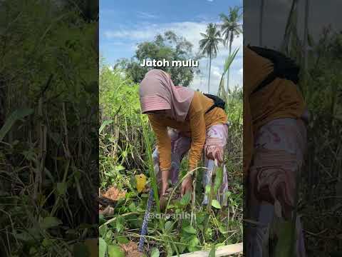 Gen Z emng ga becus urusan kebun ☺️🙏🏻 apalagi kalian gen alpha  #fyp #pov #auress #2000s #viral thumbnail