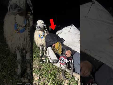 羊飼いの過酷な日常 thumbnail