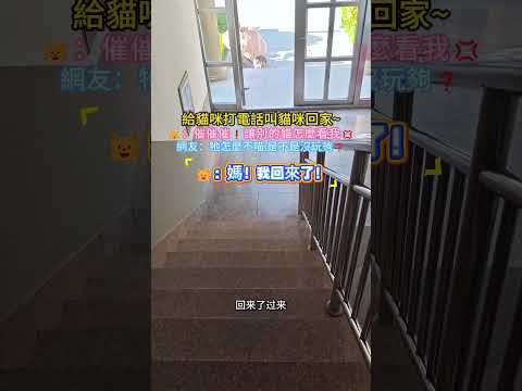 給貓咪打電話☎叫貓咪回家~?：催催催❗讓別的貓怎麼看我? 網友：牠怎麼不喵 是不是沒玩夠? #cat #cute #funny #shorts #funnyshorts thumbnail