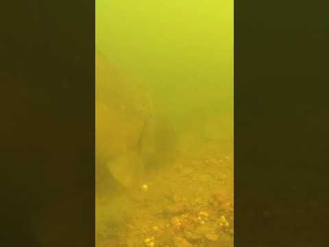 Big UK Carp Caught Underwater thumbnail