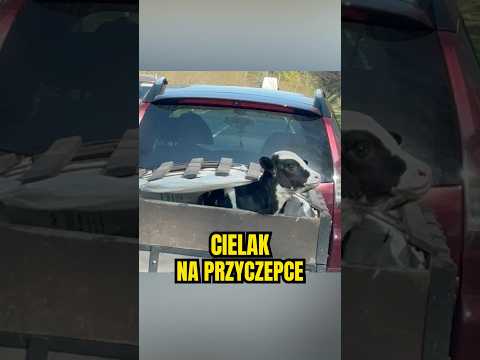 ? Cielak wieziony na przyczepce. „Zatrzymaliśmy kierowcę i poinformowaliśmy” ?‍♂️ thumbnail