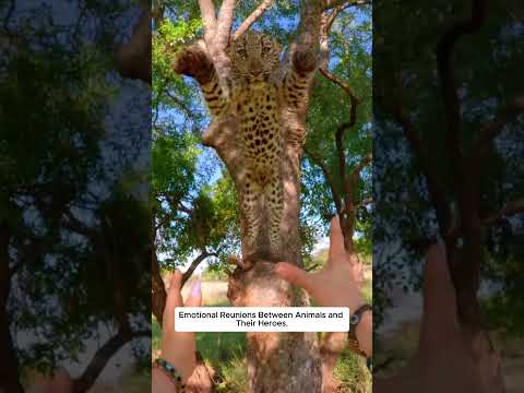 Emotional Reunions Between Animals and Their Heroes. thumbnail