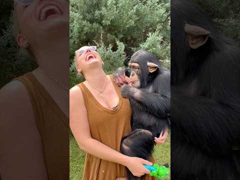 Sharing is caring #chimp #cute #fun #animals thumbnail